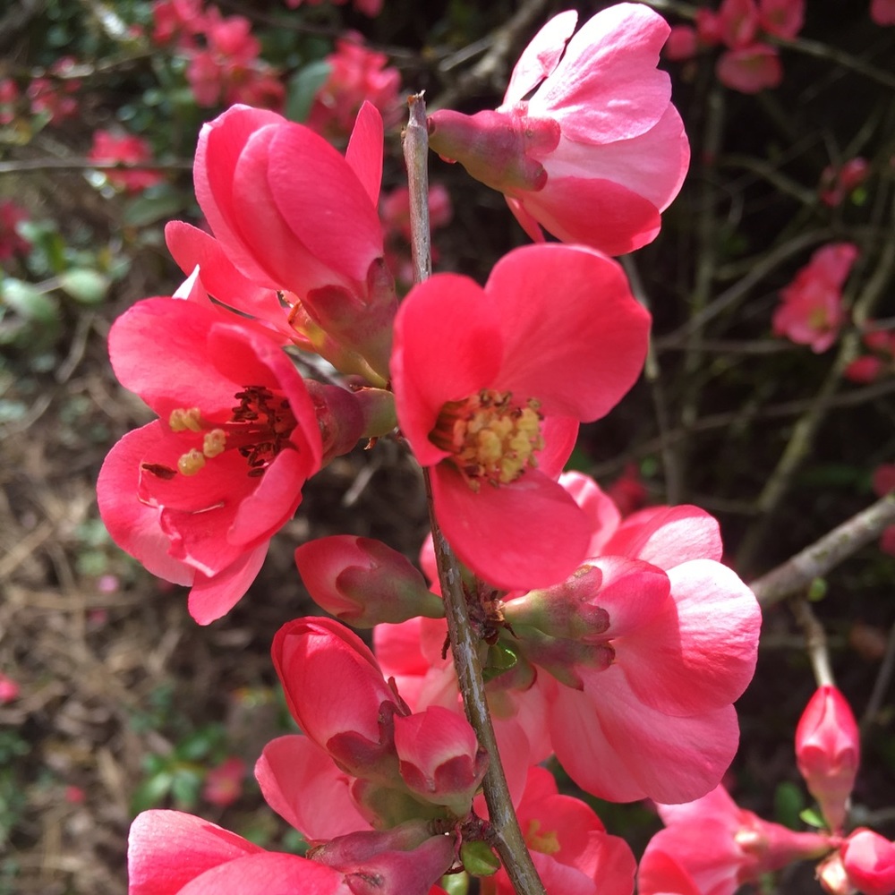 Meet your Posher, Pam